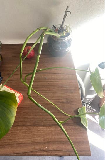 Monstera groene kamerplant gratis