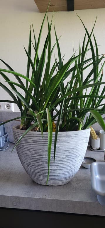 Binnenplant zonder pot.
