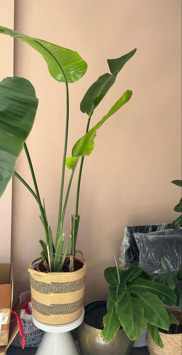 Strelitzia (Paradijsvogelplant) en Bananenplant met pot
