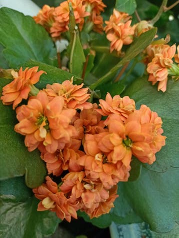 Gratis Kalanchoë kamerplant - Oranje bloemen