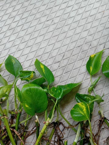 Gratis golden pothos stekjes - makkelijke kamerplant