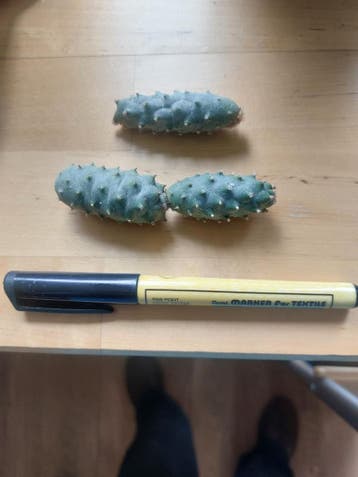 Tephrocactus articulatus strobiliformis cactus