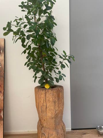 Kamerplant met unieke houten plantenbak