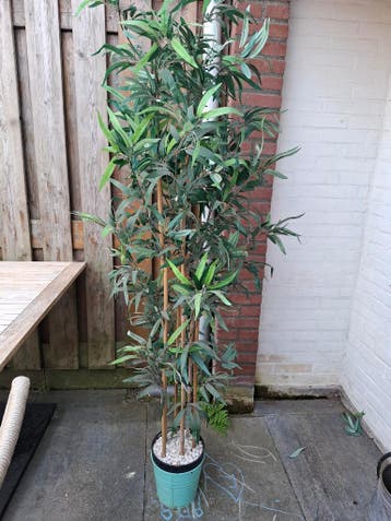 Nepplant buiten