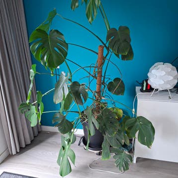 Gratis Monstera inclusief pot en plankje op wieltjes
