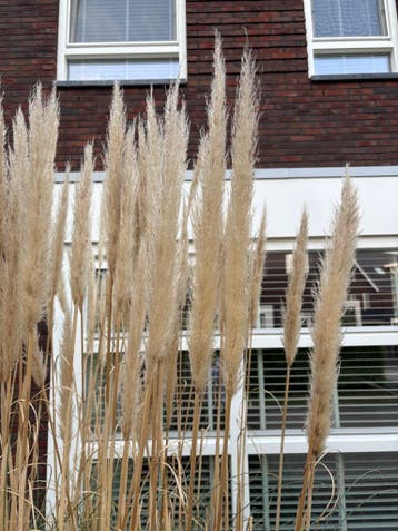 Pampasgras - Decoratief siergras voor in een vaas