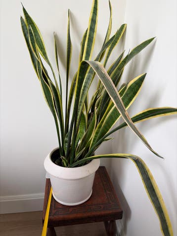 Gratis Sanseveria (Vrouwentong) - 70 cm hoog