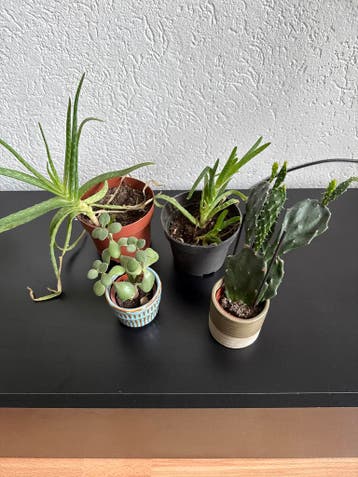 Diverse vetplanten (aloe Vera, cactus)