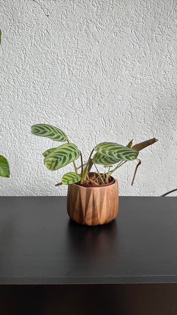 Plant (kneusje) in pot