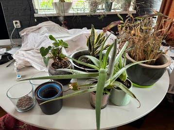 Diverse kamerplanten  - Aloe Vera, Sansevieria