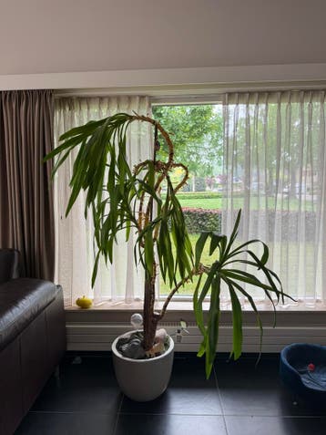 Dracaena die wat liefde kan gebruiken