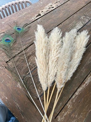 Pampas pluimen en pauwenveren