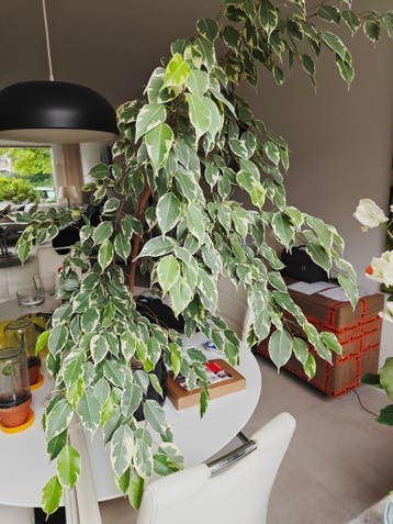 Grote Ficus plant - gratis af te halen