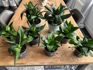 Sansevieria