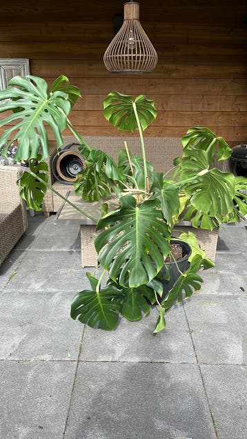 Monstera deliciosa - Gatenplant!! Gratis!!