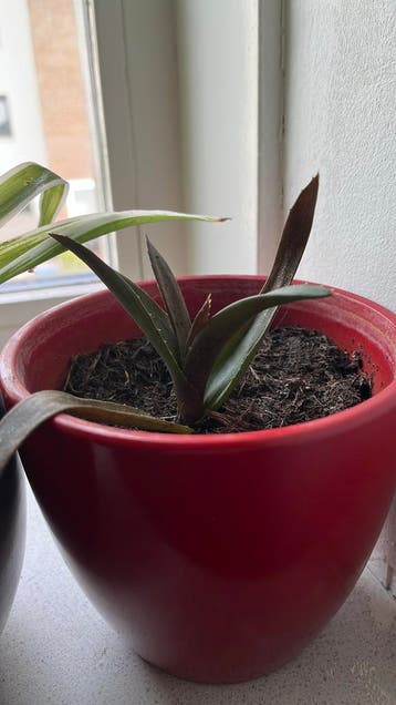 Gratis  alworthia black gem