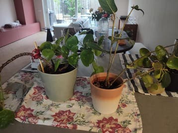Diverse kamerplanten in pot