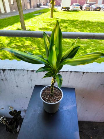 Prachtige kamerplanten te koop