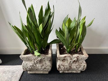 Sansevieria