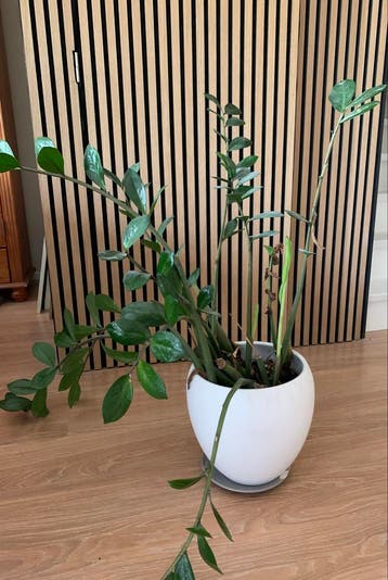 Grote Zamioculcas Zamiifolia in witte pot