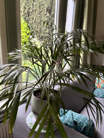 Kentia palm gratis (excl pot)