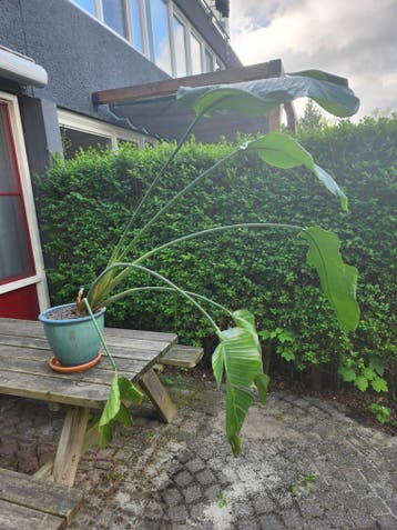 Gratis paradijsvogelplant