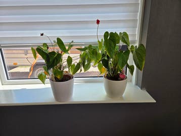 Diverse binnenplanten inclusief potten