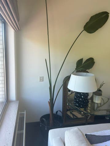 Strelitzia