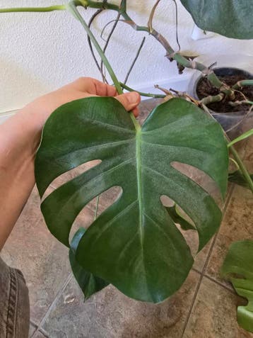 Grote Monstera gratis af te halen