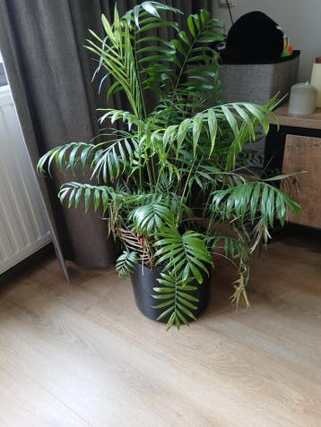 Plant