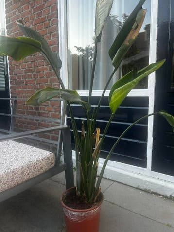 Strelitzia kamerplant, 135 cm GRATIS