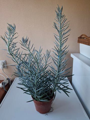 Kamerplant