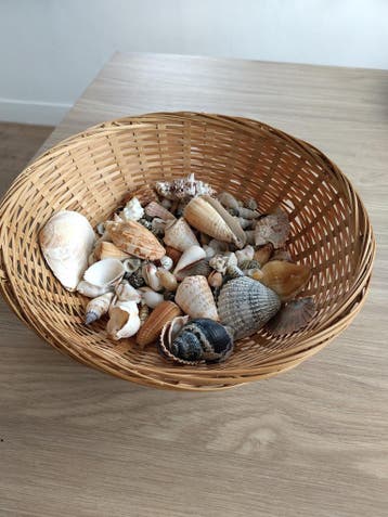 Decoratieve schelpen