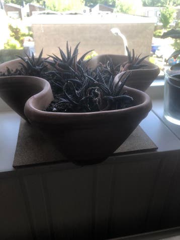 kamerplantjes in unieke vorm plantenpot