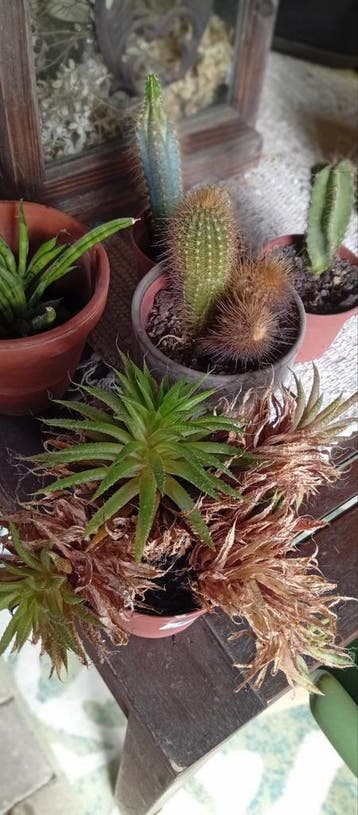 Gratis cactussen