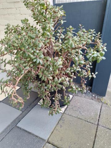 grote vetplant