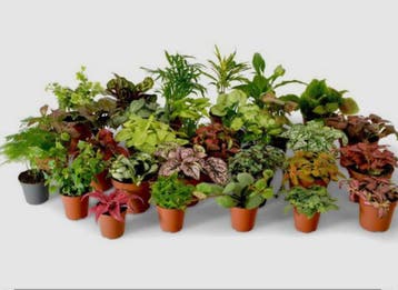 Gezocht: Stekjes van terrariumplantjes