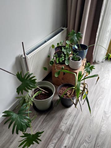 Diverse planten gratis af te halen wegens verhuizing