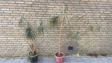 2 gratis planten (Dracaena) wegens verhuizing