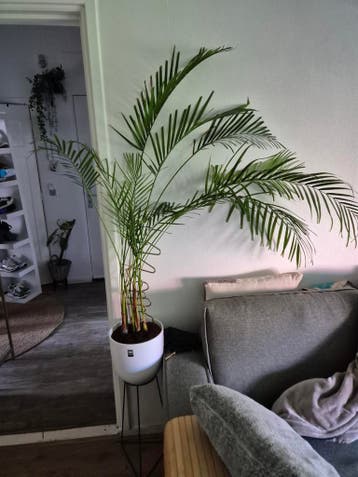 Grote kamerplant, Areca Palm, Gratis