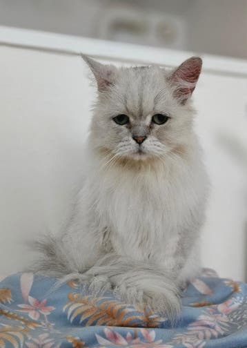 Lieve chinchilla-perzische kat gratis op te halen.