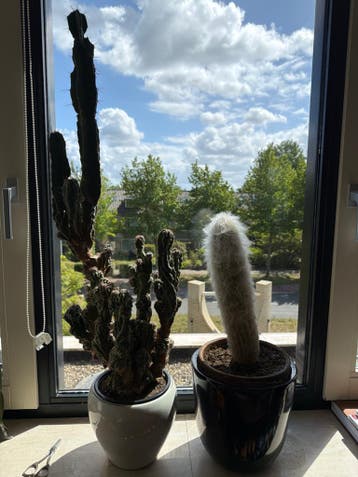 Twee cactuses / cacti gratis afhalen