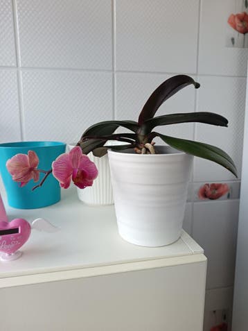 Échte *Orchidee* 2e x in bloei
