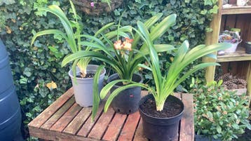 Kamerplant Clivia gratis voor binnen