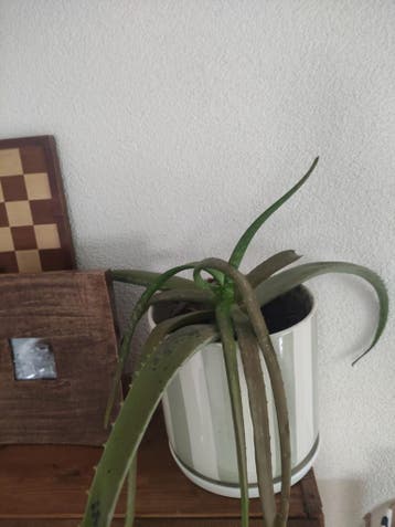 Gratis Aloë Vera plant (zonder pot)