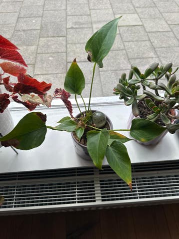 Gratis Kamerplant (Anthurium)