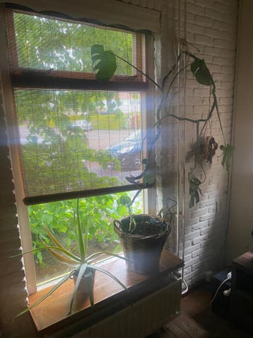 Aloë vera en monstera plant