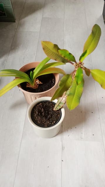 Kamerplanten