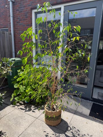 Ficus planten ter adoptie