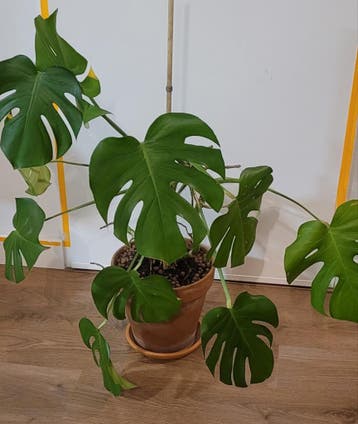 Grote bloeiende Monstera Deliciosa met pot